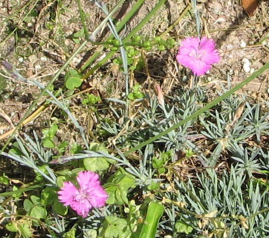 Dianthus